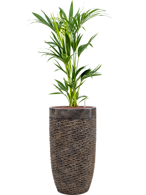 Kentia (Howea) forsteriana in Baq Luxe Lite Universe Layer Office Plant With Pot 150cm Height 32cm Dia