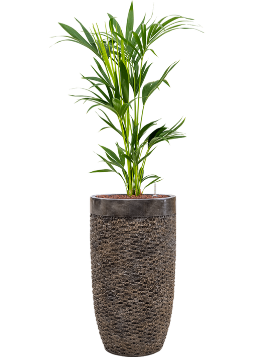 Kentia (Howea) forsteriana in Baq Luxe Lite Universe Layer Office Plant With Pot 150cm Height 32cm Dia