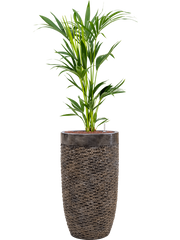 Kentia (Howea) forsteriana in Baq Luxe Lite Universe Layer Office Plant With Pot 150cm Height 32cm Dia