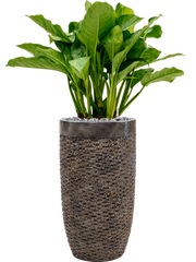 Aglaonema 'Freedman' in Baq Luxe Lite Universe Layer Office Plant With Pot 124cm Height 32cm Dia