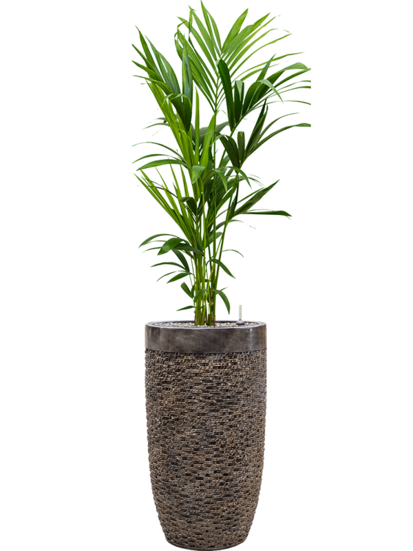 Kentia (Howea) forsteriana in Baq Luxe Lite Universe Layer Office Plant With Pot 167cm Height 32cm Dia