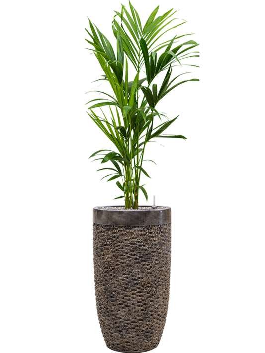 Kentia (Howea) forsteriana in Baq Luxe Lite Universe Layer Office Plant With Pot 167cm Height 32cm Dia