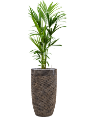 Kentia (Howea) forsteriana in Baq Luxe Lite Universe Layer Office Plant With Pot 167cm Height 32cm Dia