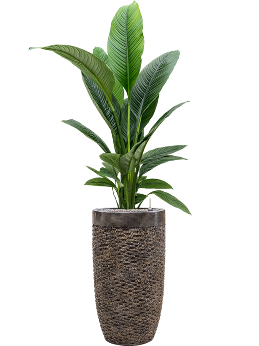 Spathiphyllum 'Sensation' in Baq Luxe Lite Universe Layer Office Plant With Pot 172cm Height 32cm Dia