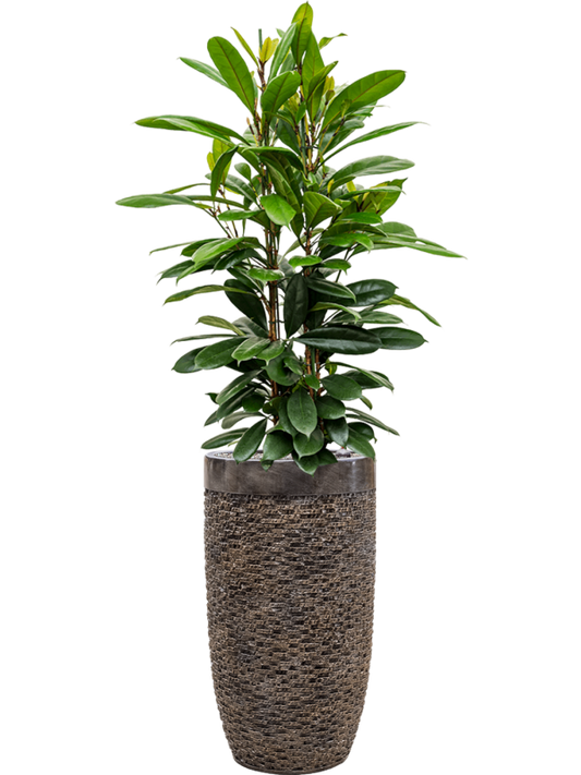 Ficus cyathistipula in Baq Luxe Lite Universe Layer Office Plant With Pot 164cm Height 32cm Dia