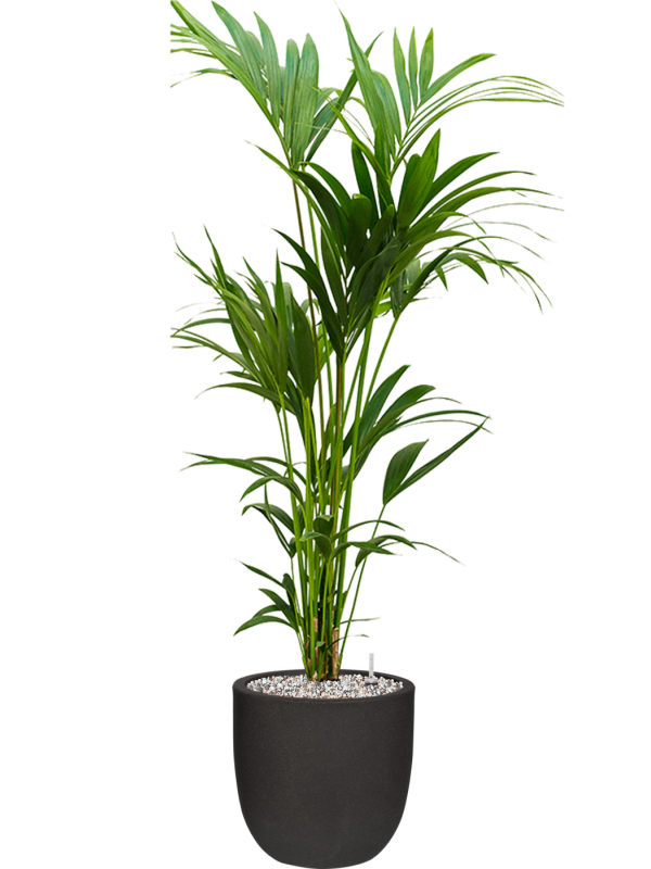 Kentia (Howea) forsteriana in Capi Urban Smooth NL Office Plant With Pot 147cm Height 29.8cm Dia