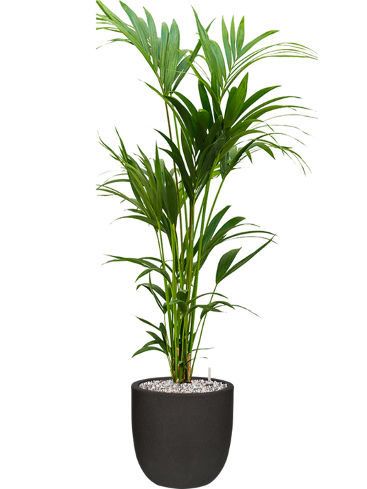 Kentia (Howea) forsteriana in Capi Urban Smooth NL Office Plant With Pot 147cm Height 29.8cm Dia