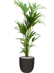 Kentia (Howea) forsteriana in Capi Urban Smooth NL Office Plant With Pot 147cm Height 29.8cm Dia