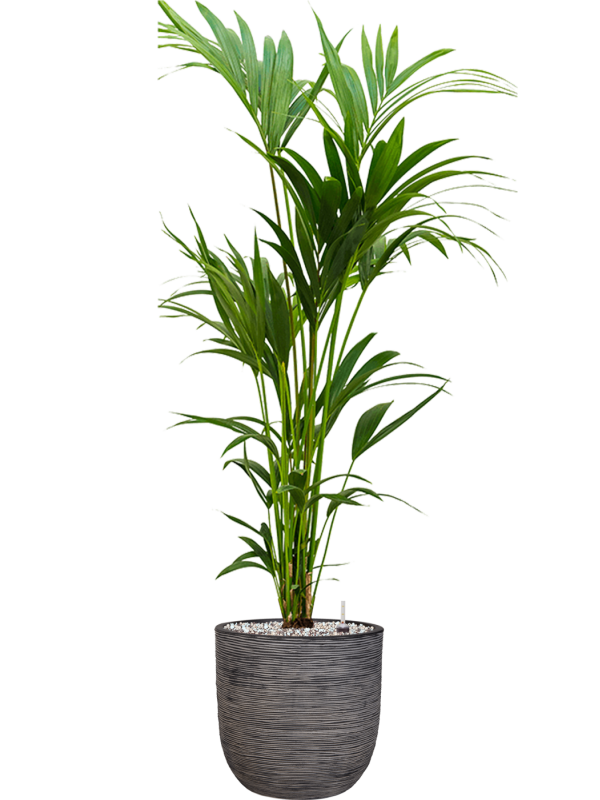 Kentia (Howea) forsteriana in Capi Nature Rib NL Office Plant With Pot 149cm Height 29.8cm Dia