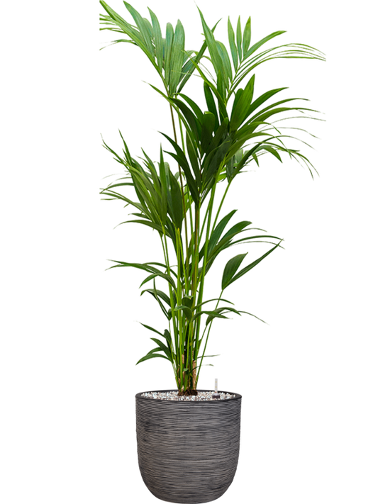 Kentia (Howea) forsteriana in Capi Nature Rib NL Office Plant With Pot 149cm Height 29.8cm Dia