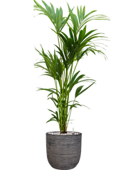 Kentia (Howea) forsteriana in Capi Nature Rib NL Office Plant With Pot 149cm Height 29.8cm Dia