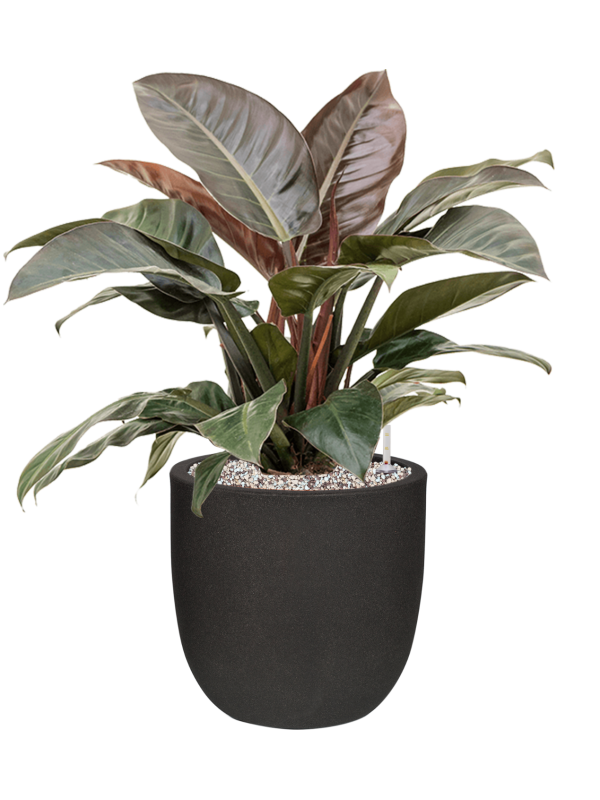 Philodendron `Imperial Red' in Capi Urban Smooth NL Office Plant With Pot 80cm Height 29.8cm Dia