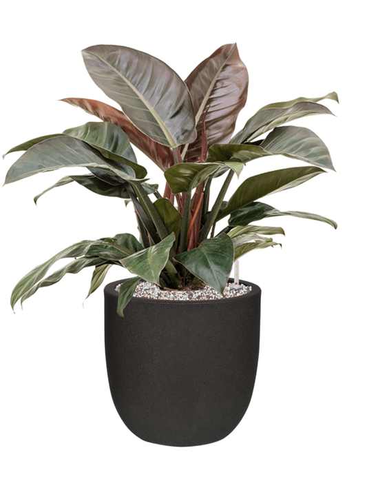 Philodendron `Imperial Red' in Capi Urban Smooth NL Office Plant With Pot 80cm Height 29.8cm Dia