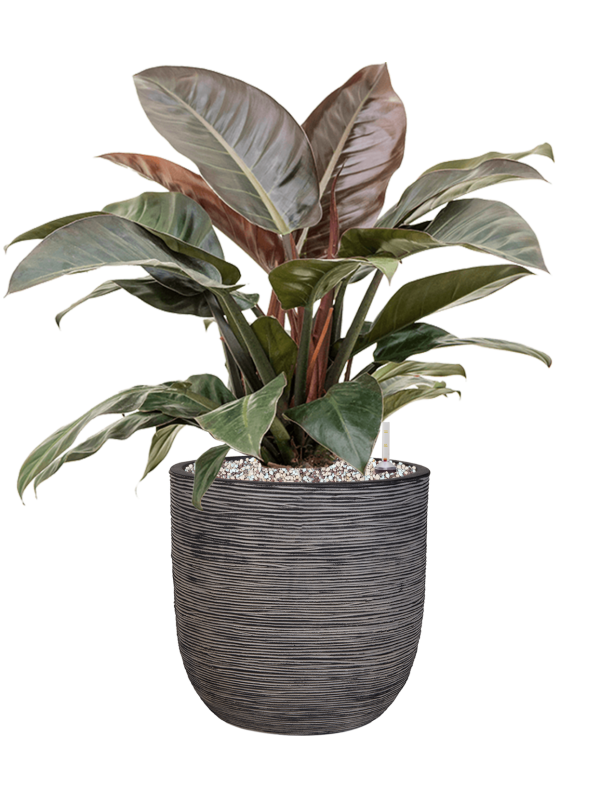 Philodendron `Imperial Red' in Capi Nature Rib NL Office Plant With Pot 81cm Height 29.8cm Dia