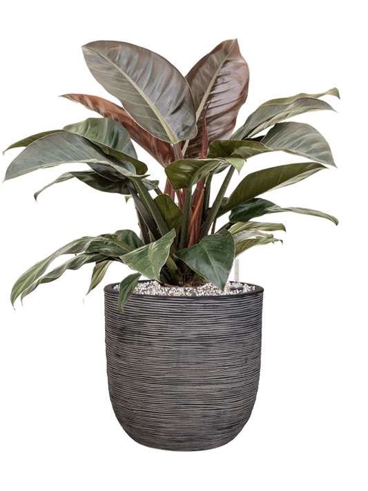 Philodendron `Imperial Red' in Capi Nature Rib NL Office Plant With Pot 81cm Height 29.8cm Dia