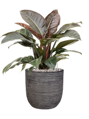 Philodendron `Imperial Red' in Capi Nature Rib NL Office Plant With Pot 81cm Height 29.8cm Dia