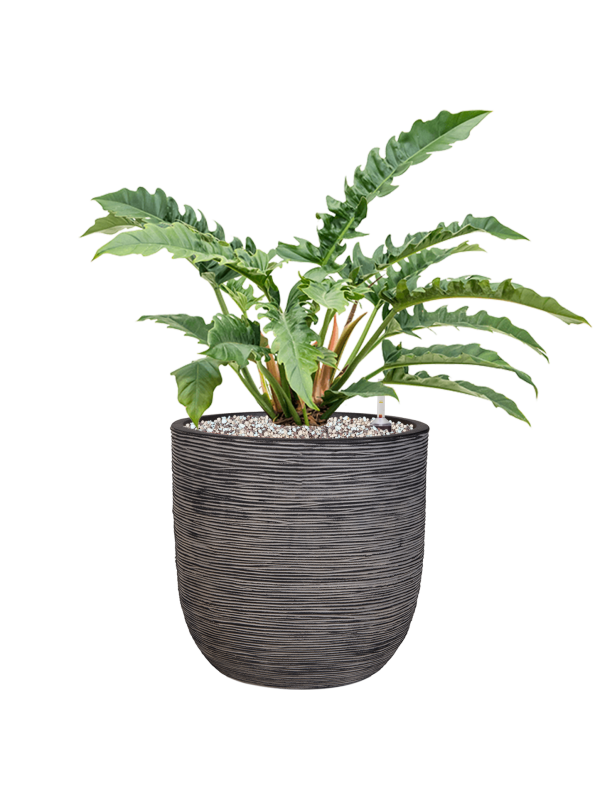 Philodendron 'Narrow' in Capi Nature Rib NL Office Plant With Pot 71cm Height 29.8cm Dia