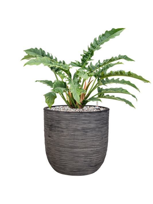 Philodendron 'Narrow' in Capi Nature Rib NL Office Plant With Pot 71cm Height 29.8cm Dia