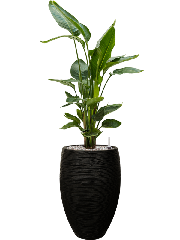 Strelitzia nicolai in Capi Nature Rib NL Office Plant With Pot 138cm Height 29cm Dia