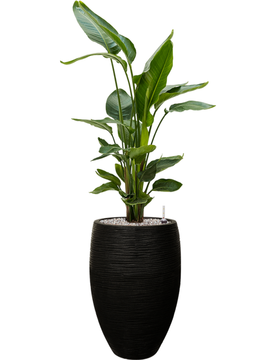 Strelitzia nicolai in Capi Nature Rib NL Office Plant With Pot 138cm Height 29cm Dia