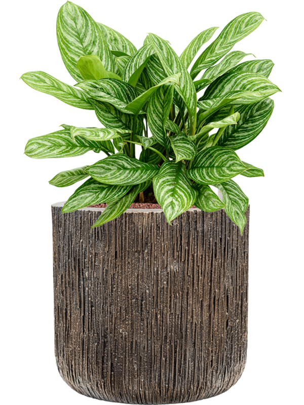 Aglaonema 'Stripes' in Baq Luxe Lite Universe Waterfall Office Plant With Pot 74cm Height 37cm Dia