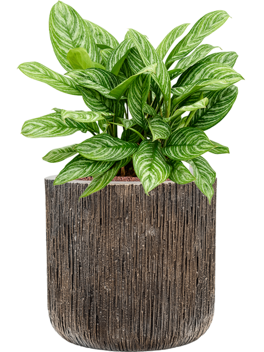 Aglaonema 'Stripes' in Baq Luxe Lite Universe Waterfall Office Plant With Pot 74cm Height 37cm Dia