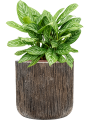 Aglaonema 'Stripes' in Baq Luxe Lite Universe Waterfall Office Plant With Pot 74cm Height 37cm Dia