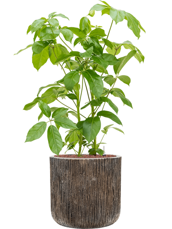 Schefflera actinophylla 'Amate' in Baq Luxe Lite Universe Office Plant With Pot 115cm Height 37cm Dia