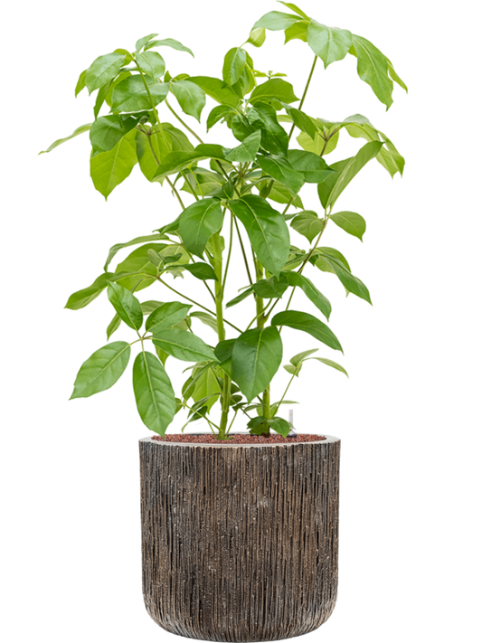 Schefflera actinophylla 'Amate' in Baq Luxe Lite Universe Office Plant With Pot 115cm Height 37cm Dia