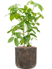 Schefflera actinophylla 'Amate' in Baq Luxe Lite Universe Office Plant With Pot 115cm Height 37cm Dia