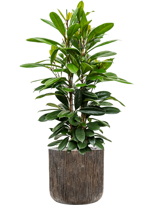 Ficus cyathistipula in Baq Luxe Lite Universe Waterfall Office Plant With Pot 133cm Height 37cm Dia