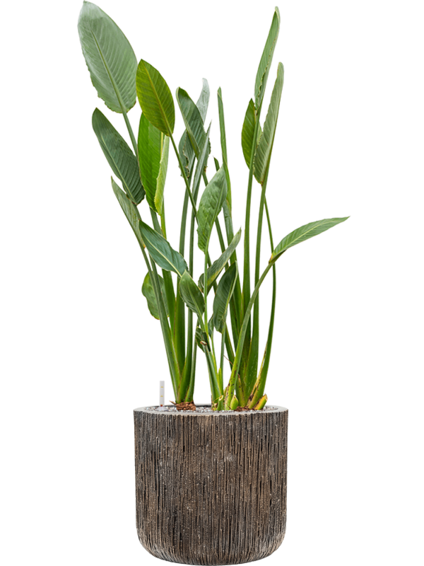 Strelitzia reginae in Baq Luxe Lite Universe Waterfall Office Plant With Pot 134cm Height 37cm Dia