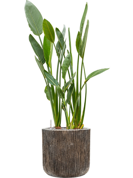 Strelitzia reginae in Baq Luxe Lite Universe Waterfall Office Plant With Pot 134cm Height 37cm Dia