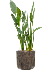 Strelitzia reginae in Baq Luxe Lite Universe Waterfall Office Plant With Pot 134cm Height 37cm Dia