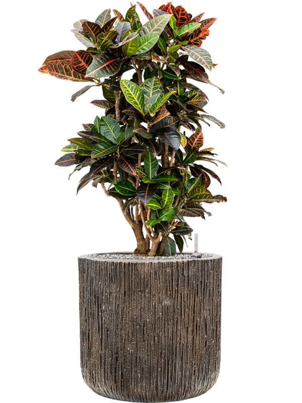 Croton variegatum 'Petra' in Baq Luxe Lite Universe Office Plant With Pot 101cm Height 37cm Dia