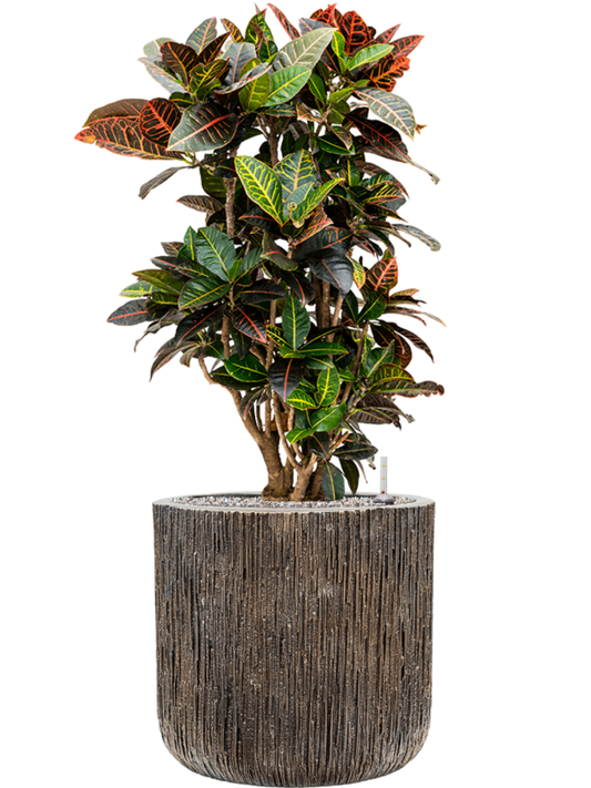 Croton variegatum 'Petra' in Baq Luxe Lite Universe Office Plant With Pot 101cm Height 37cm Dia