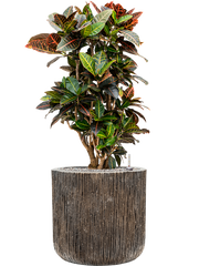 Croton variegatum 'Petra' in Baq Luxe Lite Universe Office Plant With Pot 101cm Height 37cm Dia