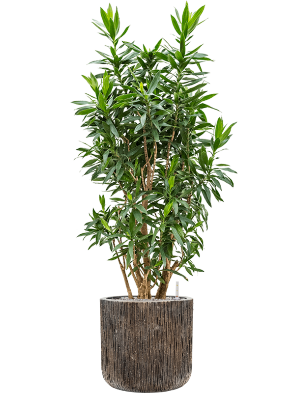 Pleomele (Dracaena) reflexa in Baq Luxe Lite Universe Office Plant With Pot 154cm Height 37cm Dia