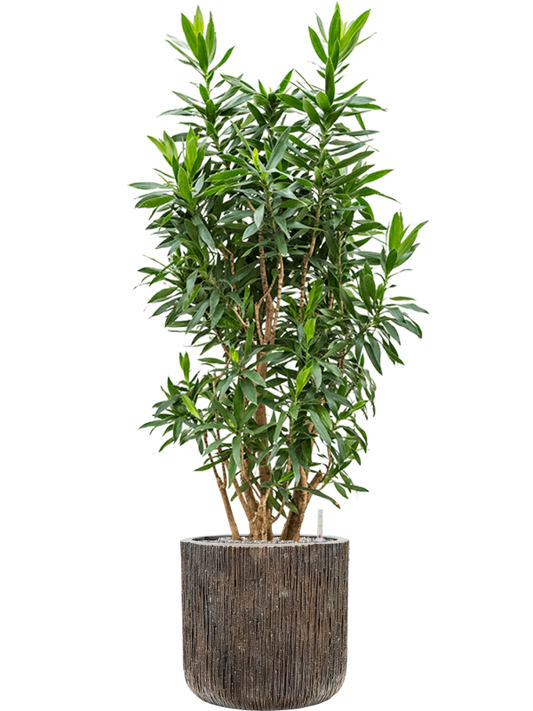 Pleomele (Dracaena) reflexa in Baq Luxe Lite Universe Office Plant With Pot 154cm Height 37cm Dia