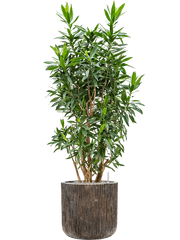 Pleomele (Dracaena) reflexa in Baq Luxe Lite Universe Office Plant With Pot 154cm Height 37cm Dia