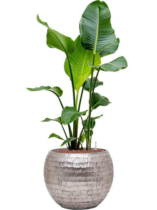 Strelitzia nicolai in Baq Opus Hammered Office Plant With Pot 109cm Height 27cm Dia