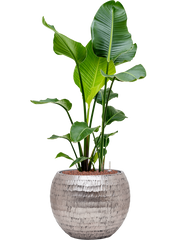 Strelitzia nicolai in Baq Opus Hammered Office Plant With Pot 109cm Height 27cm Dia