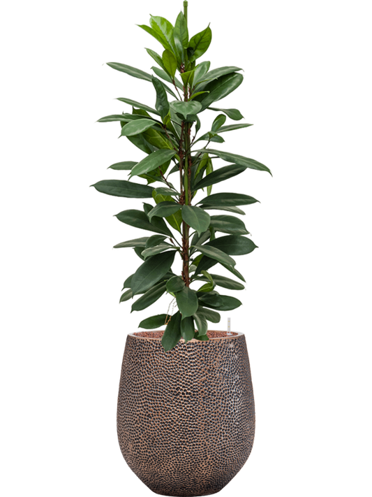 Ficus cyathistipula in Baq Opus Hit Office Plant With Pot 124cm Height 24cm Dia