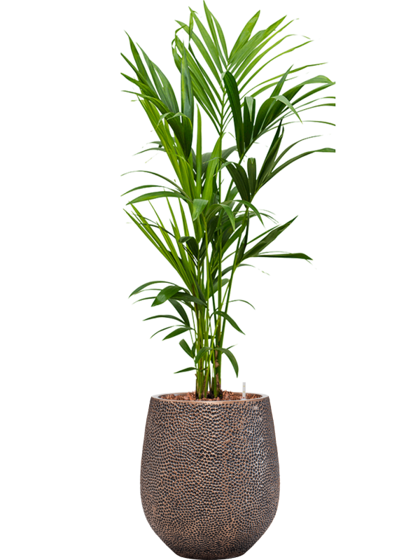 Kentia (Howea) forsteriana in Baq Opus Hit Office Plant With Pot 140cm Height 24cm Dia