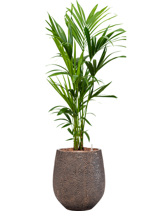 Kentia (Howea) forsteriana in Baq Opus Hit Office Plant With Pot 140cm Height 24cm Dia