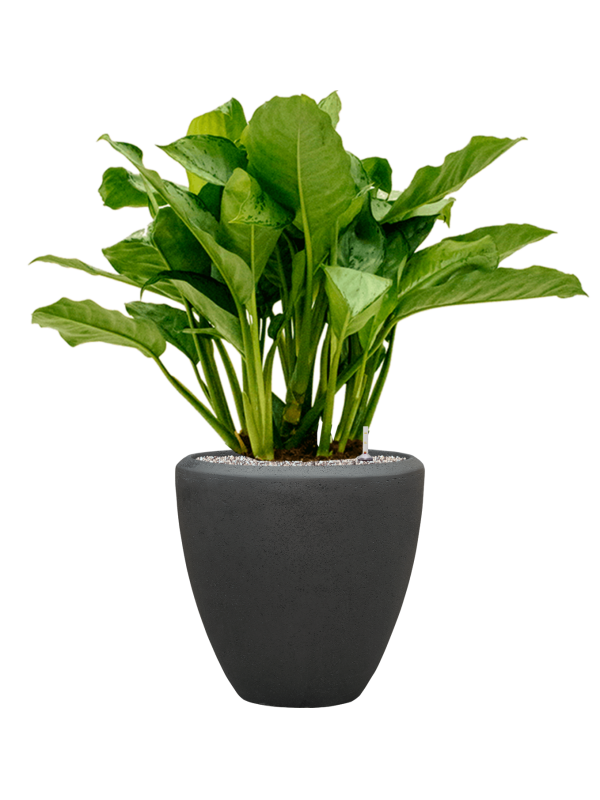 Aglaonema 'Freedman' in Baq Polystone Plain Office Plant With Pot 95cm Height 30cm Dia