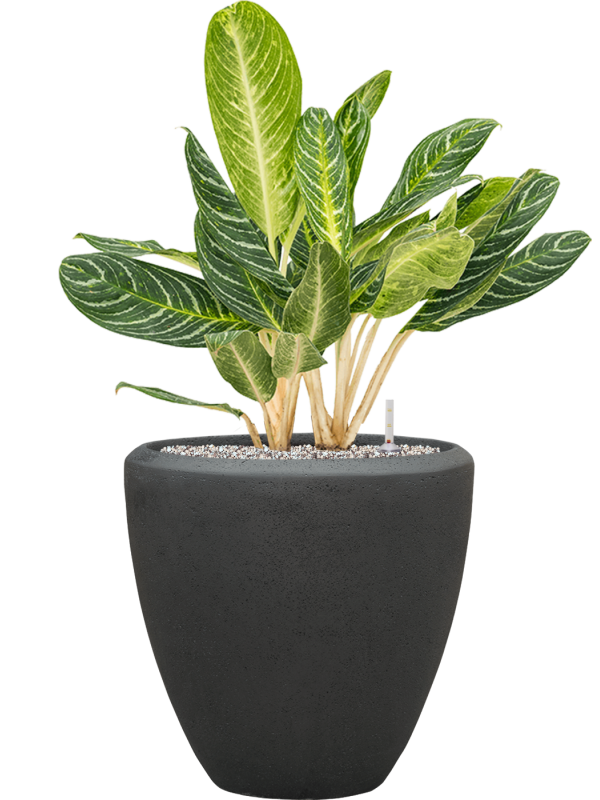 Aglaonema 'Key Lime' in Baq Polystone Plain Office Plant With Pot 87cm Height 30cm Dia