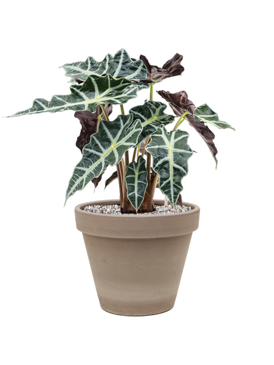 Alocasia 'Polly' in Terra Cotta Office Plant With Pot 48cm Height 23cm Dia