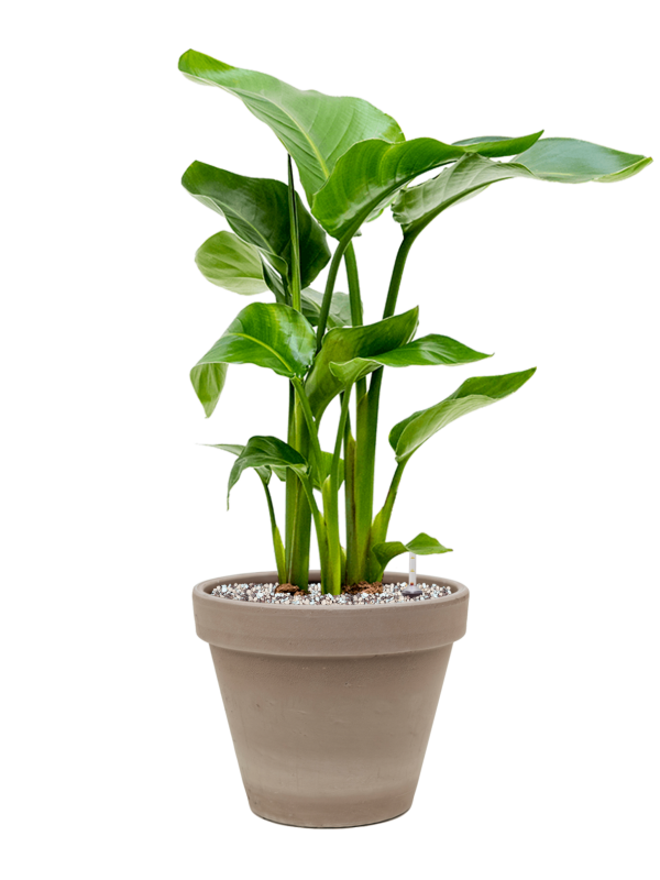 Strelitzia nicolai in Terra Cotta Office Plant With Pot 63cm Height 23cm Dia