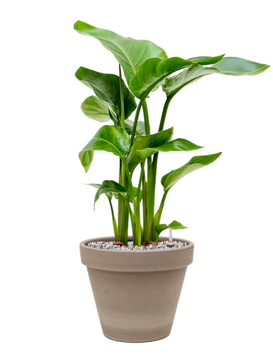 Strelitzia nicolai in Terra Cotta Office Plant With Pot 63cm Height 23cm Dia